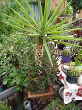 Beau yucca tres d'occasion  Saint-Cyprien