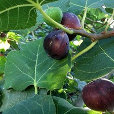 Olympian fig ficus for sale  Houston