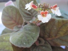 Gloxinia eninoides red for sale  Tucker