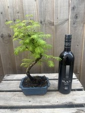 Bonsai tree large for sale  PERSHORE