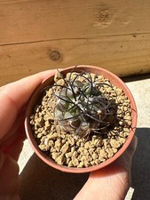 Copiapoa griseoviolacea own usato  Valdastico