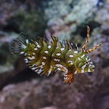 Dragon wrasse saltwater for sale  Gardena
