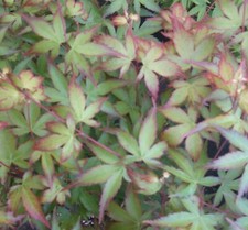 Japanese maple yama for sale  USA