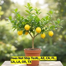 Meyer lemon tree for sale  Fort Mill