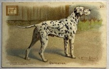 Antique 1902 dwight for sale  Lakeland