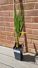 outdoor palm trees for sale outdoor palm trees for sale CULLOMPTON