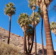 Washingtonia filifera palma usato  Napoli
