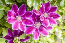 Clematis hybride ruppel gebraucht kaufen  Westerstede
