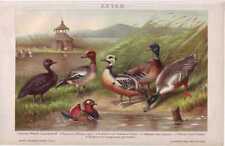 Litografia de patos Mallard Eider pato noiva pato por volta de 1900 pato viúva, usado comprar usado  Enviando para Brazil