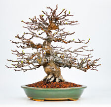 Bonsai cotogna pseudocydonia usato  Spedire a Italy