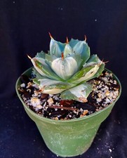 Agave itshmensis cv. for sale  Palm City