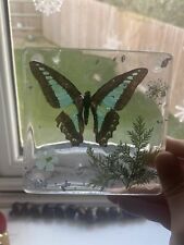 Real butterfly insect for sale  PERSHORE