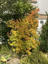 Pépins poncirus flying d'occasion Pépins poncirus flying d'occasion  Châlons-en-Champagne