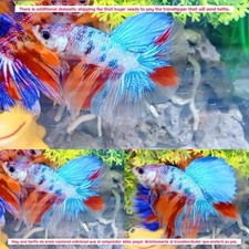 Multi Color Media Luna Macho - IMPORTAR PECES BETTA VIVOS DE TAILANDIA segunda mano  Embacar hacia Mexico