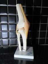 Ecorché anatomie genoux d'occasion  Luxeuil-les-Bains