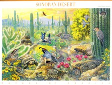 Deserto sonora 1999. usato  Milano