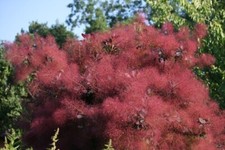 Seeds purple smoke for sale  Alexandria