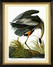 Audubon great blue for sale  Cambria
