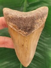 Brauner zahn megalodon gebraucht kaufen  Göppingen