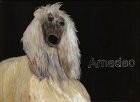 Amadeo windhund buch gebraucht kaufen  Stuttgart