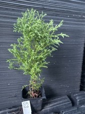 arborvitae plant for sale arborvitae plant for sale Martin