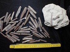 fossilien belemniten gebraucht kaufen  Rotenburg