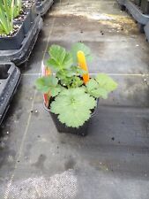 Geum totally tangerine for sale  MALDON