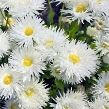 Eyed daisy chrysanthemum for sale  READING