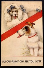 french poodle for sale french poodle for sale DUMFRIES