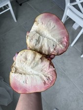 Custard apple seeds for sale  Port Saint Lucie