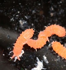 Orange springtails clay. for sale  Hampton