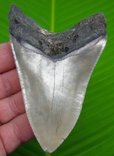 4.25 megalodon shark for sale  Bradenton