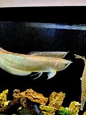 Sliver arowana inch for sale  Coral Springs