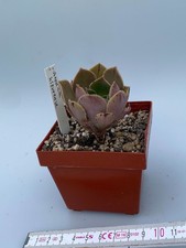 Aeonium hierrense kanarisches gebraucht kaufen  Wallenhorst