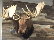 Alaska yukon moose for sale  Fort Collins
