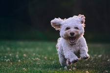 Cute cockapoo puppy for sale  USA