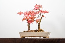 Deshojo japanese maple for sale  DERBY