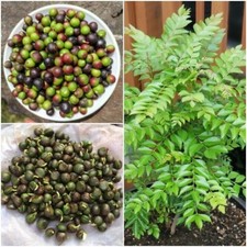 Curry leaves seeds d'occasion  Expédié en Belgium
