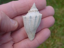 Classic eocene fossil for sale  RINGWOOD
