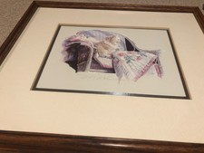 Nancy noel cat for sale  Indianapolis