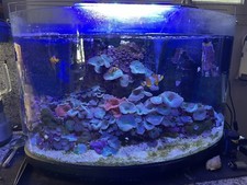 Aquarium marin équipé d'occasion  Nice-