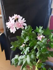 Stellarpelargonie geranie pago gebraucht kaufen  Singen (Hohentwiel)