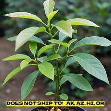 Avocado tree pot for sale  Vero Beach