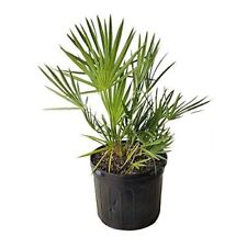 Green saw palmetto for sale  USA