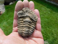 Schöner trilobit erfoud gebraucht kaufen  Limbach-Oberfrohna