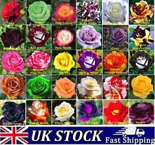 Multi coloured rose for sale  LONDON