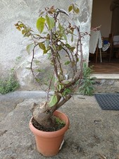 bougainvillea usato bougainvillea usato Giarre