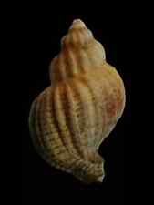 Conchiglia Shell XYMENOPSIS MURICIFORMIS W/O Cile 29,8 mm # Mu24 comprar usado  Enviando para Brazil