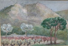 Grape vines south for sale  CROMER