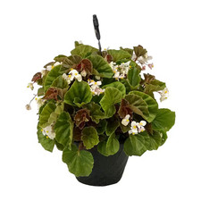 basket hanging flower for sale basket hanging flower for sale Miami